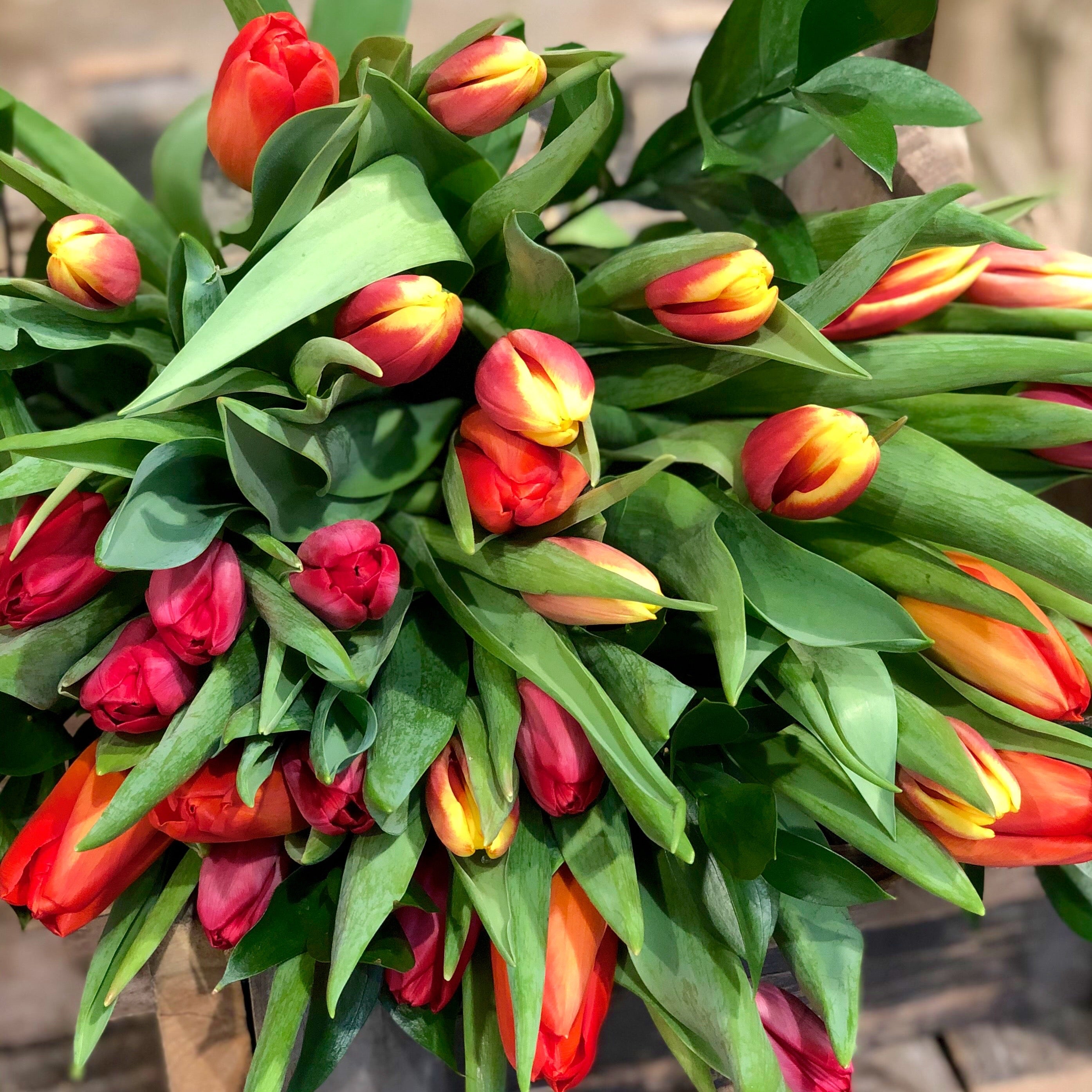 Bright Tulips