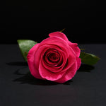 Load image into Gallery viewer, 12 Fuchsia Pink Rose
