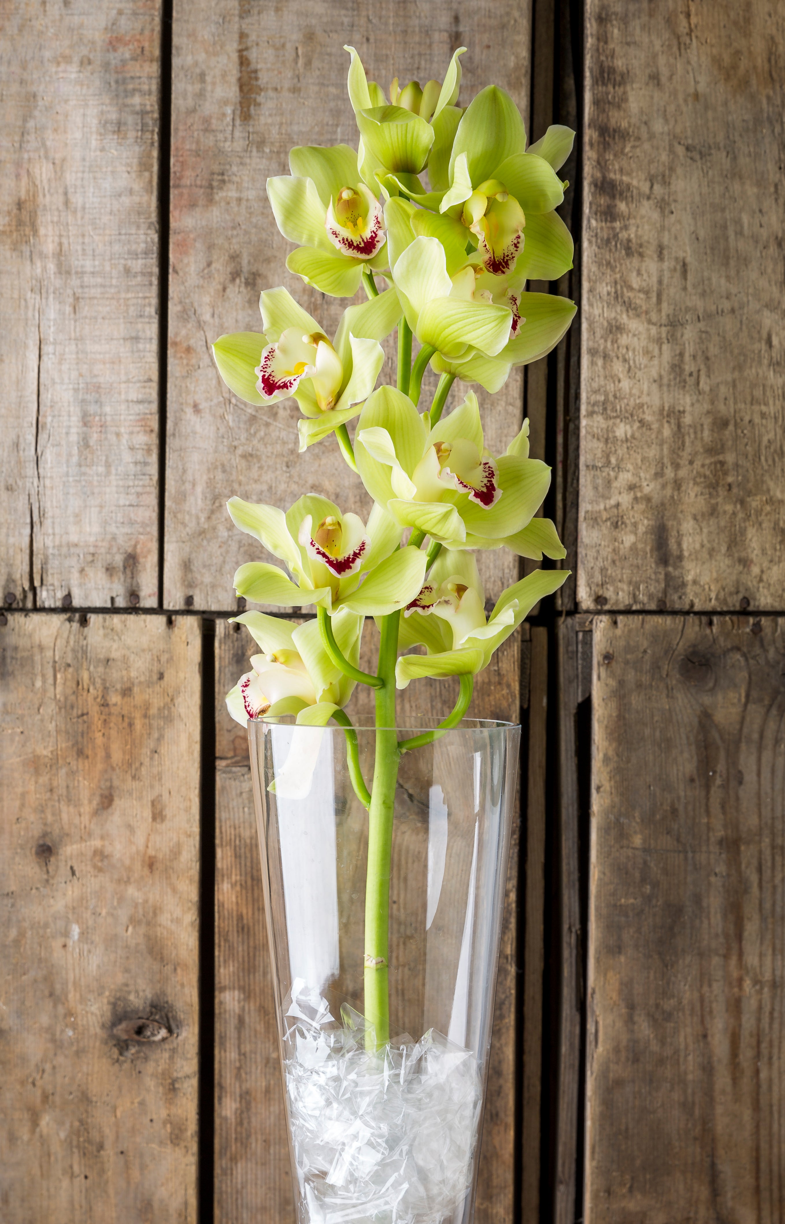 Orchidée Cymbidium 